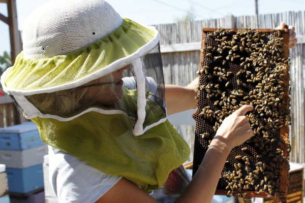 Big Island Bees docent Laryssa and honey bees