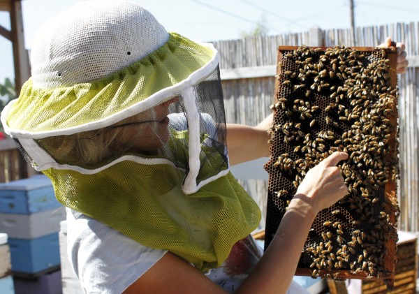 Big Island Bees docent Laryssa and honey bees